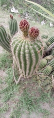 Trichocereus schickendantzii