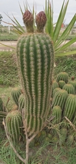 Trichocereus schickendantzii