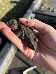 Lithobates sphenocephalus