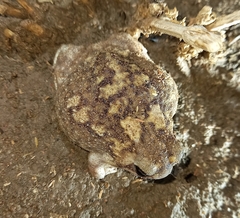 Breviceps adspersus