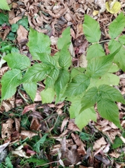 Rubus idaeus