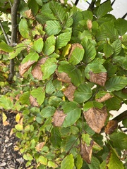 Orchestes fagi