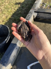 Lithobates sphenocephalus