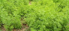 Artemisia annua