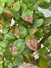 Orchestes fagi