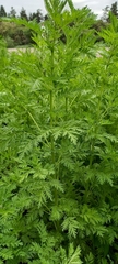 Artemisia annua
