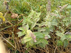 Mentha longifolia