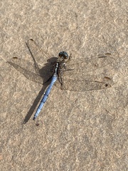 Orthetrum chrysostigma