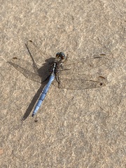Orthetrum chrysostigma