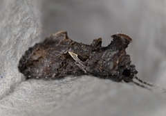 Ctenoplusia oxygramma