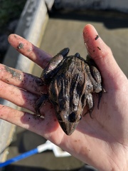 Lithobates sphenocephalus