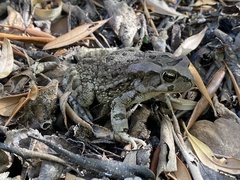 Sclerophrys capensis