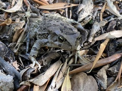 Sclerophrys capensis