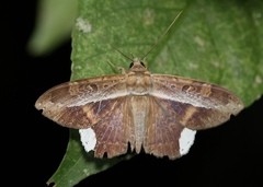 Hemeroblemma leontia