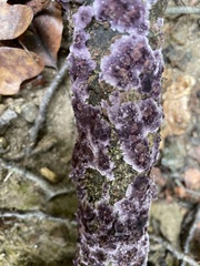 Phlebiopsis crassa