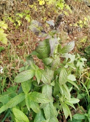 Mentha