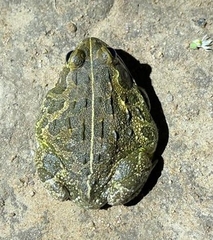 Pyxicephalus edulis