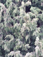 Juniperus communis