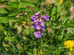 Vicia amoena