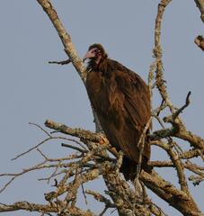 Necrosyrtes monachus