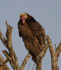Necrosyrtes monachus