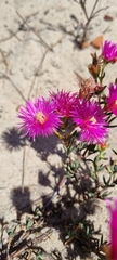 Lampranthus stenopetalus