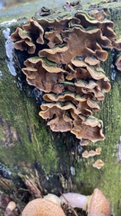 Hymenochaete rubiginosa