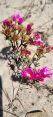 Lampranthus stenopetalus