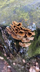 Hymenochaete rubiginosa