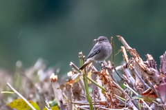 Phoenicurus ochruros gibraltariensis