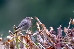 Phoenicurus ochruros gibraltariensis