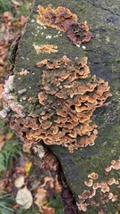 Hymenochaete rubiginosa