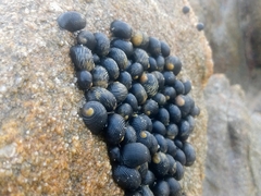 Nerita scabricosta