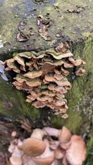 Hymenochaete rubiginosa