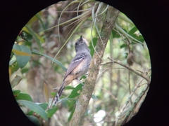 Thamnophilus caerulescens