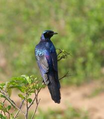 Lamprotornis australis