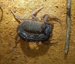 Parabuthus transvaalicus