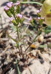 Centranthus calcitrapae