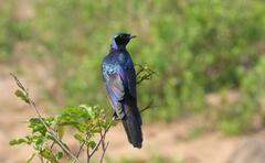 Lamprotornis australis