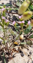Centranthus calcitrapae