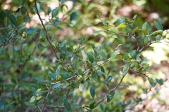 Crataegus uniflora