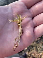 Eriocaulaceae