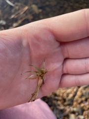 Eriocaulaceae