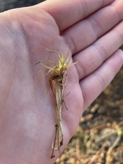 Eriocaulaceae