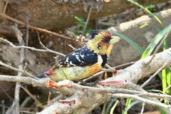 Trachyphonus vaillantii vaillantii