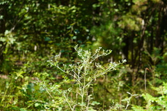 Eupatorium hyssopifolium