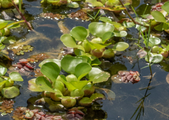Phyllanthus fluitans