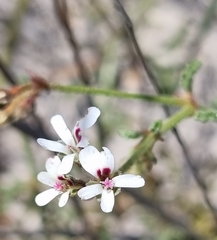 Pelargonium senecioides