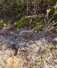 Pituophis melanoleucus mugitus