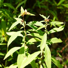 Ludwigia alternifolia